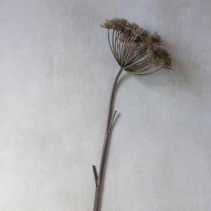 Tige d'angélique sauvage