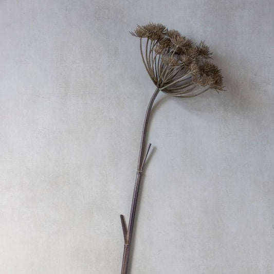 Tige d'angélique sauvage