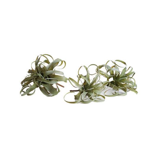 Tillandsia, lot de 3