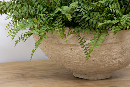 Boston Fern, inscription sans rendez-vous, 11h