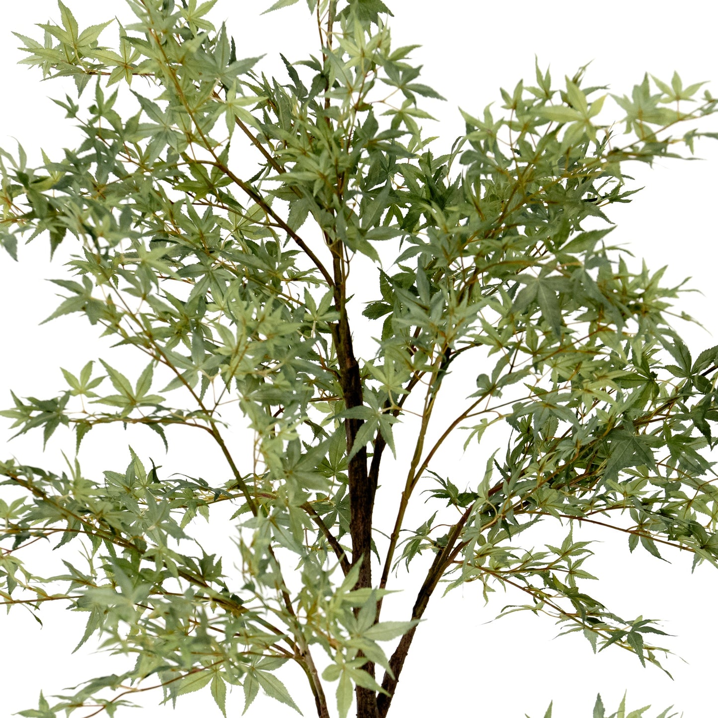 Érable en pot de 84 pouces