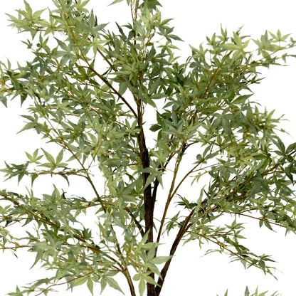 Érable en pot de 84 pouces