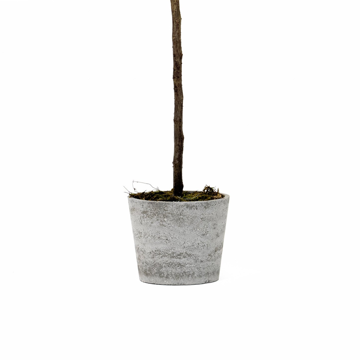 Érable en pot de 84 pouces