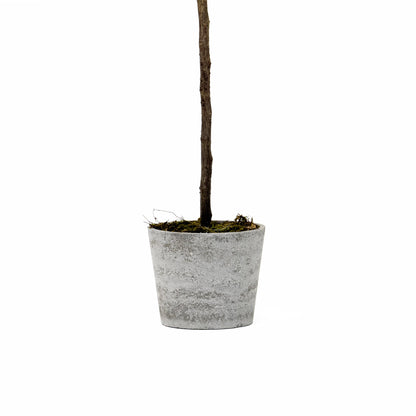 Érable en pot de 84 pouces