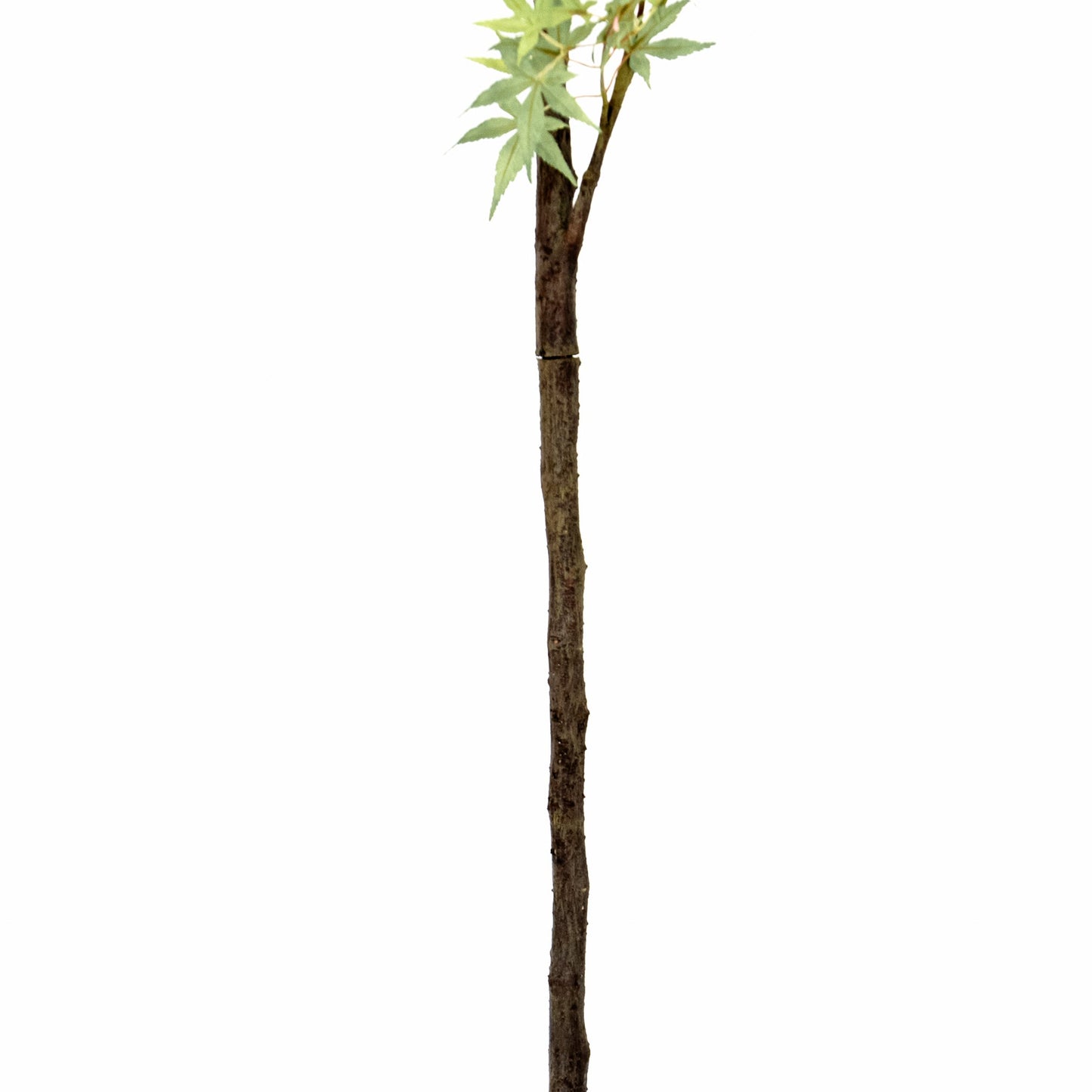 Érable en pot de 84 pouces