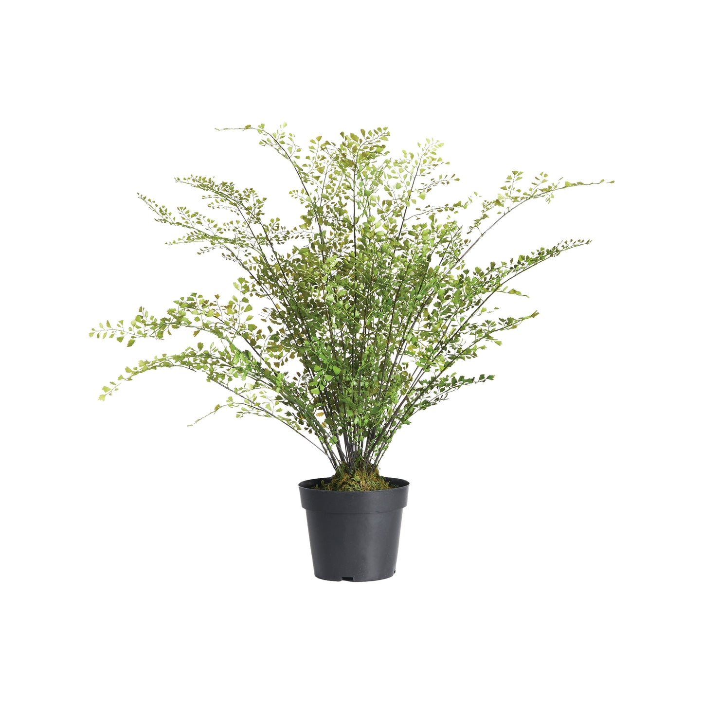 Maidenhair Drop-In 30