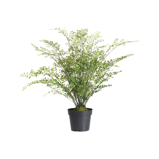 Maidenhair Drop-In 30