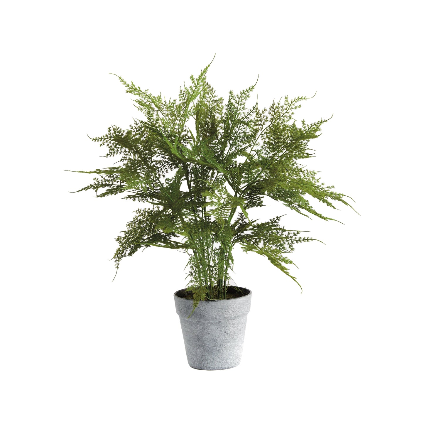 Plumosa Fern Drop-In 21