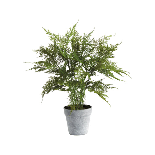 Plumosa Fern Drop-In 21