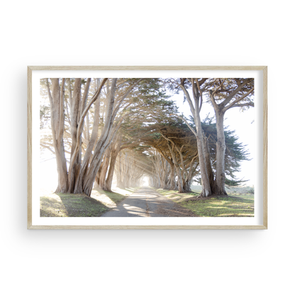 Point Reyes Tree Tunnel by Caroline Pacula
