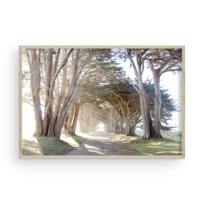 Point Reyes Tree Tunnel by Caroline Pacula