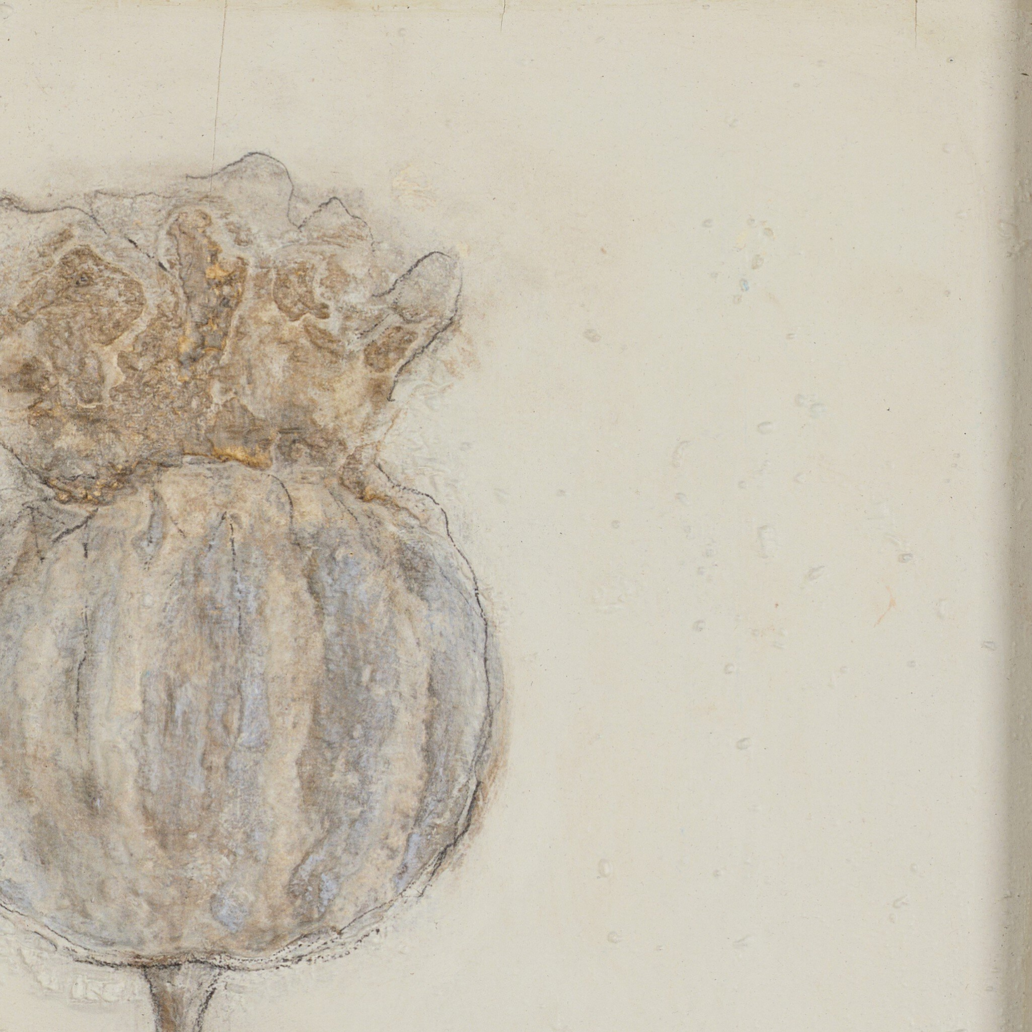 Poppy Crema par Paul Meyer