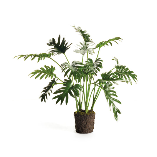 Selloum à feuilles divisées, modèle à poser, 22,5