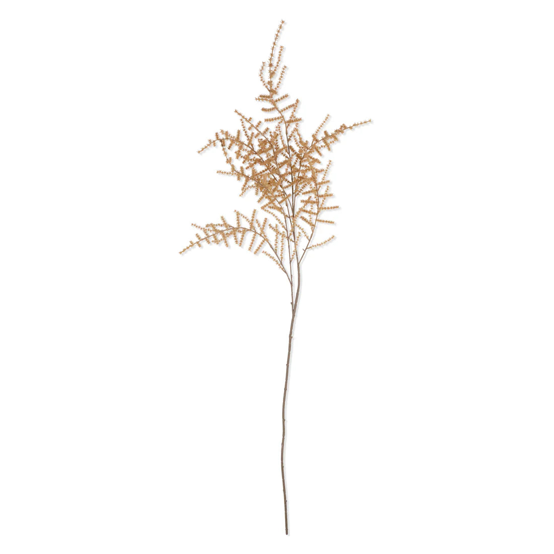 Fougère d'asperge Sundrift