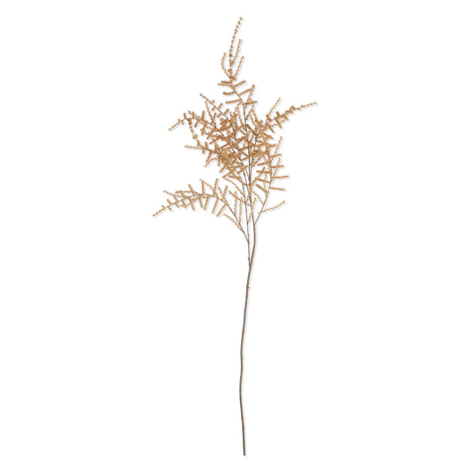 Fougère d'asperge Sundrift