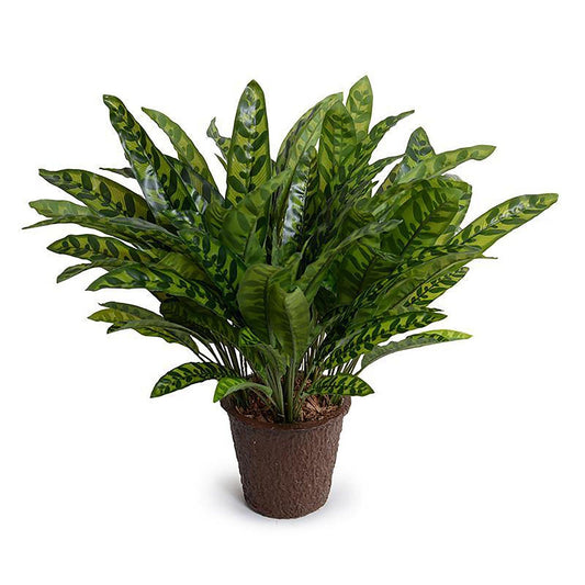 Aglaonema Plante 18