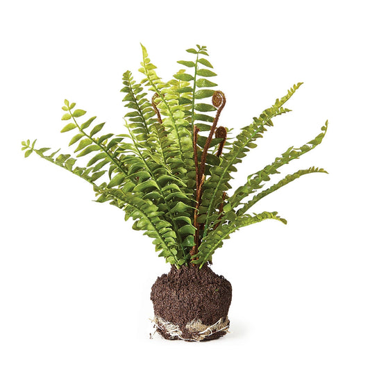 Boston Fern, inscription sans rendez-vous, 11h