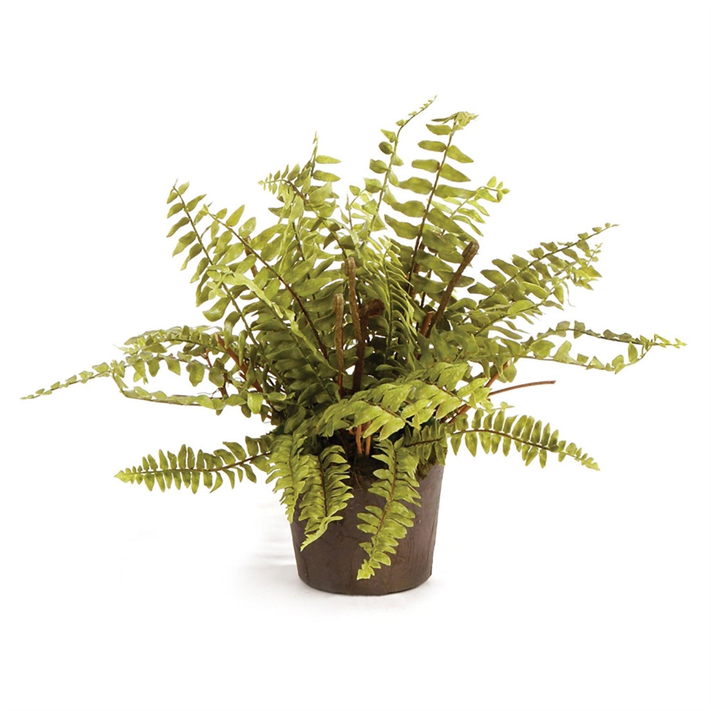 Boston Fern, inscription sans engagement, 12 ans et plus