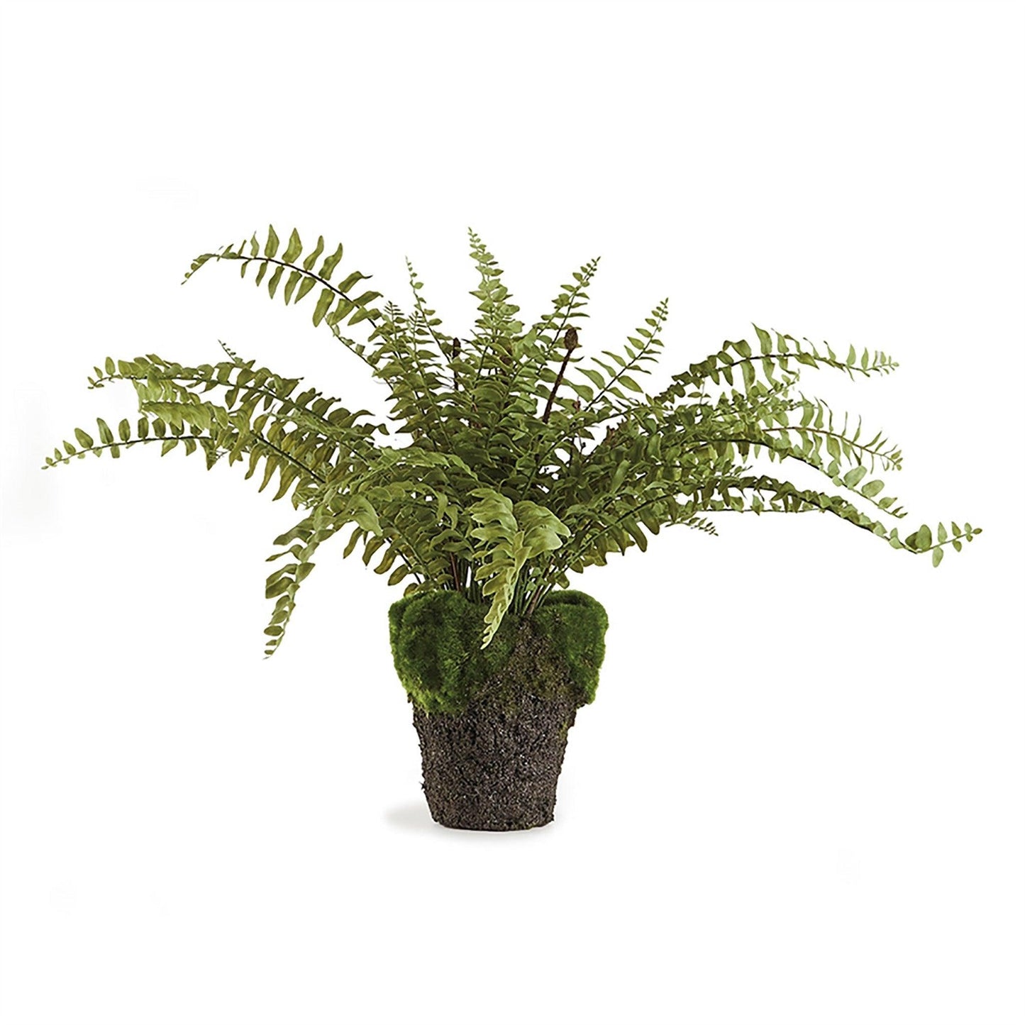 Boston Fern, taille 16, en pot.