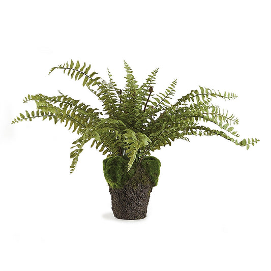 Boston Fern, taille 16, en pot.
