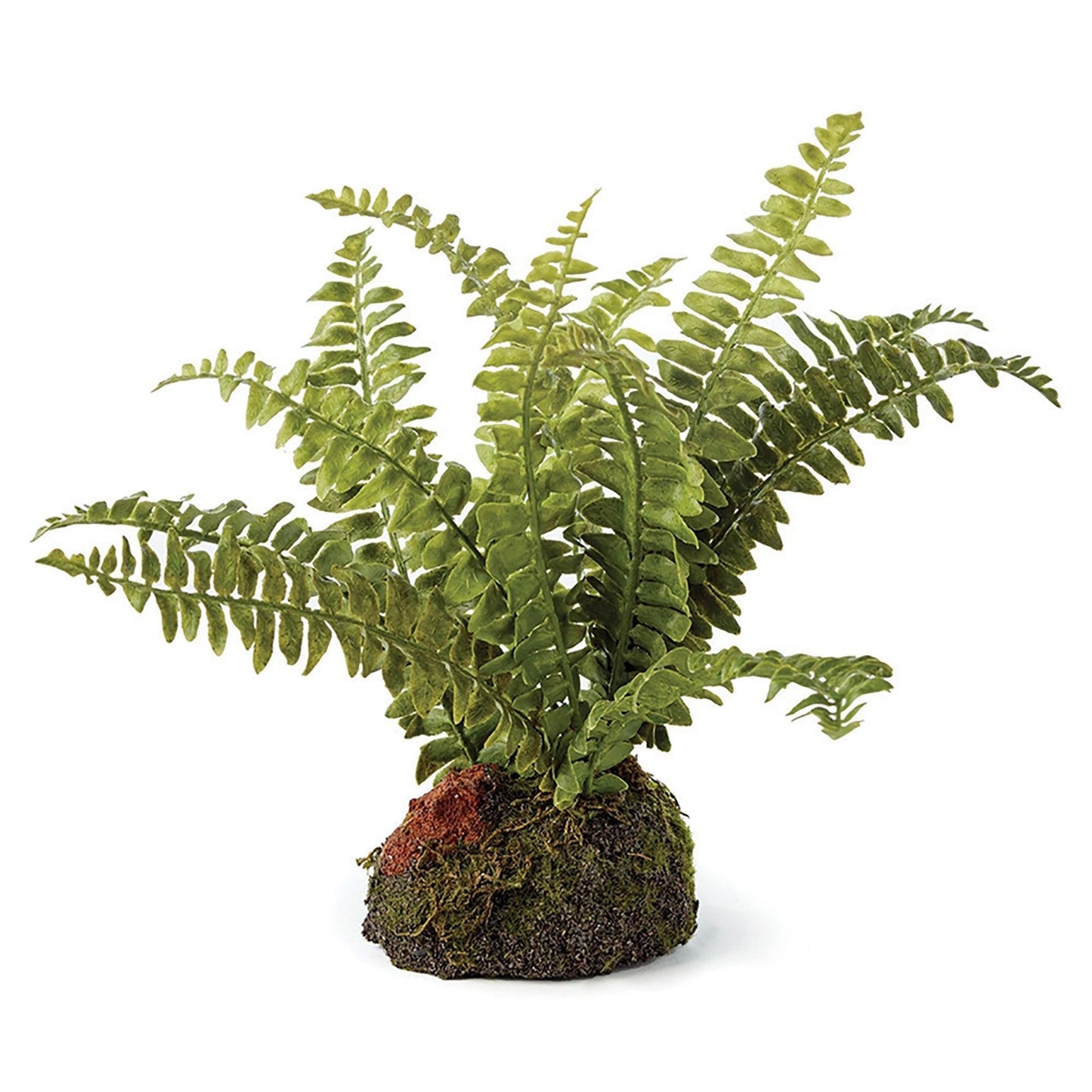 Boston Fern, taille 7, à déposer