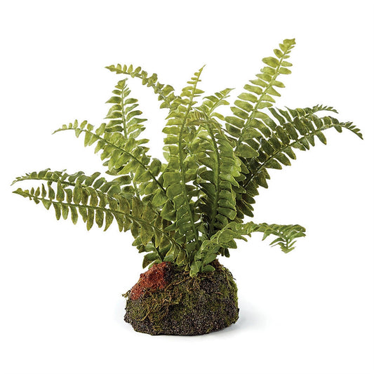 Boston Fern, taille 7, à déposer