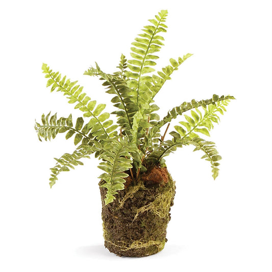 Boston Fern, taille 9, disponible en magasin