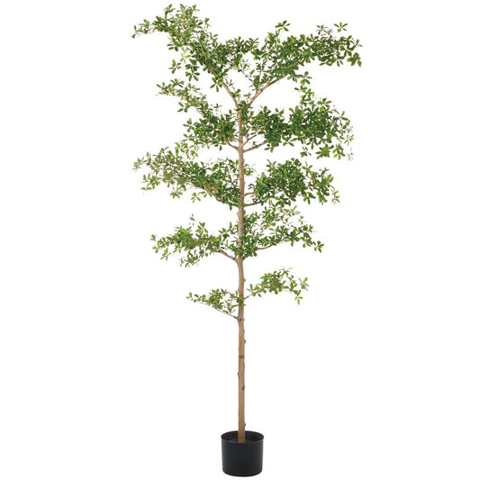 Arbre Shady Lady de 8 pieds