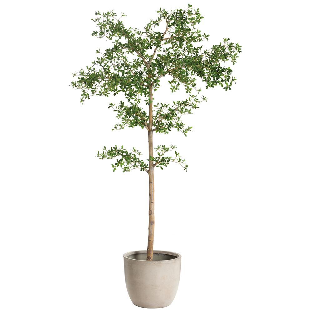 Arbre Shady Lady de 8,5 pieds
