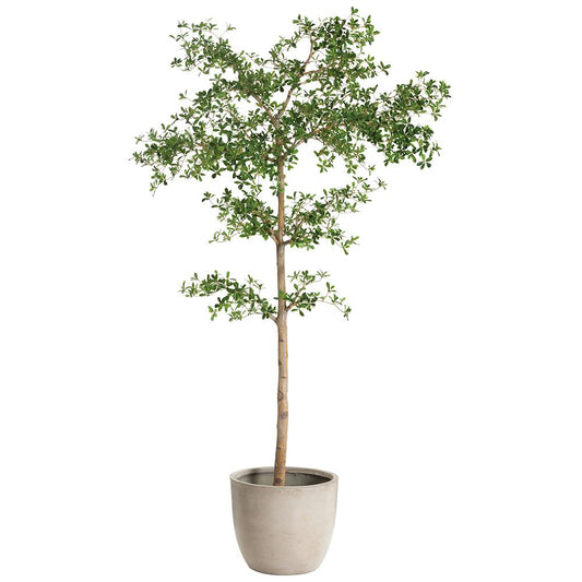 Arbre Shady Lady de 8,5 pieds