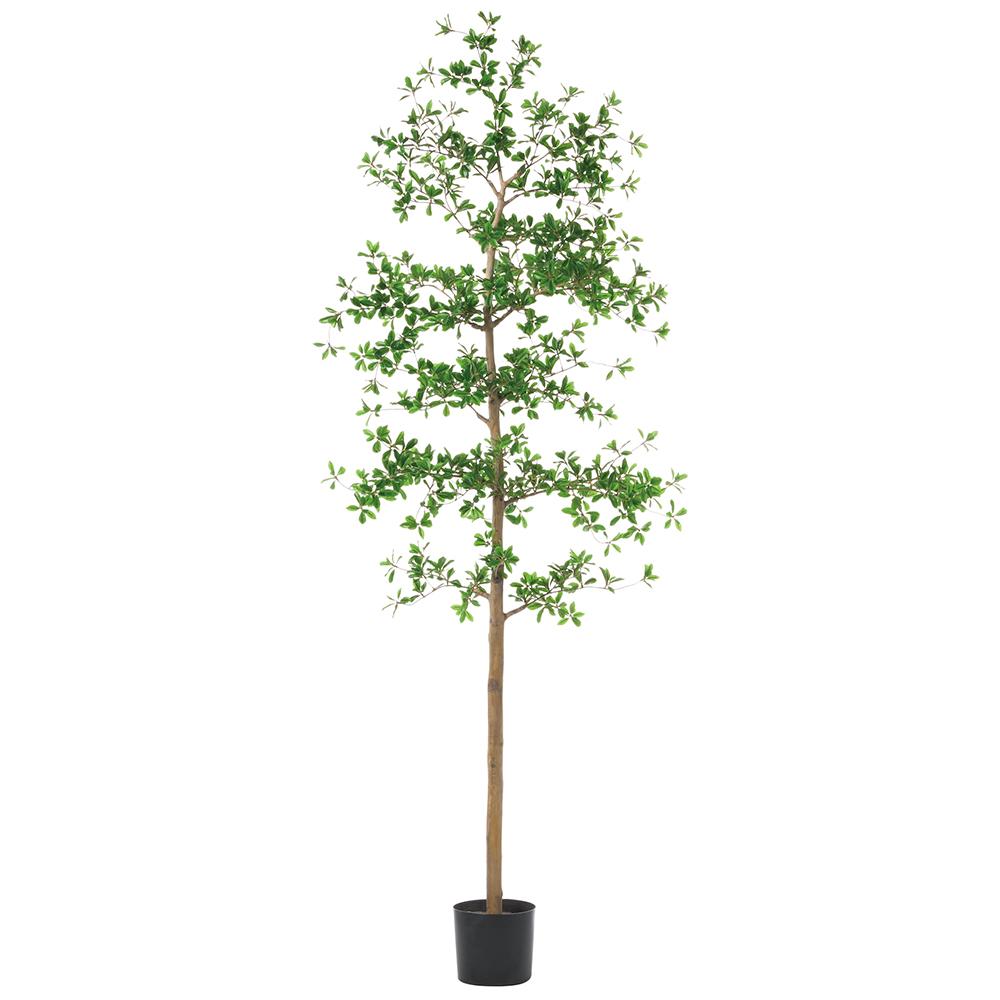 Arbre Shady Lady de 7 pieds