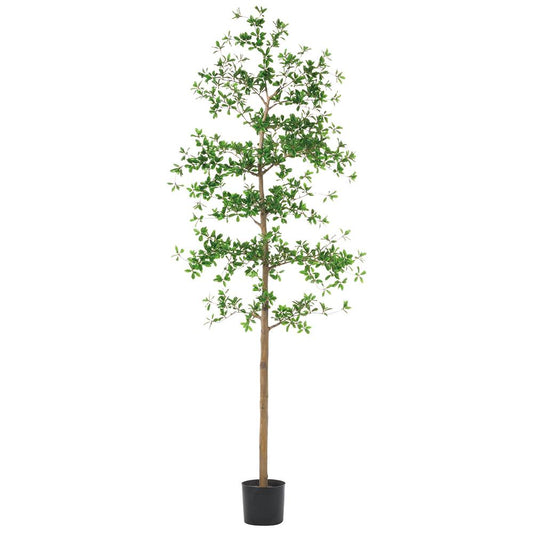 Arbre Shady Lady de 7 pieds