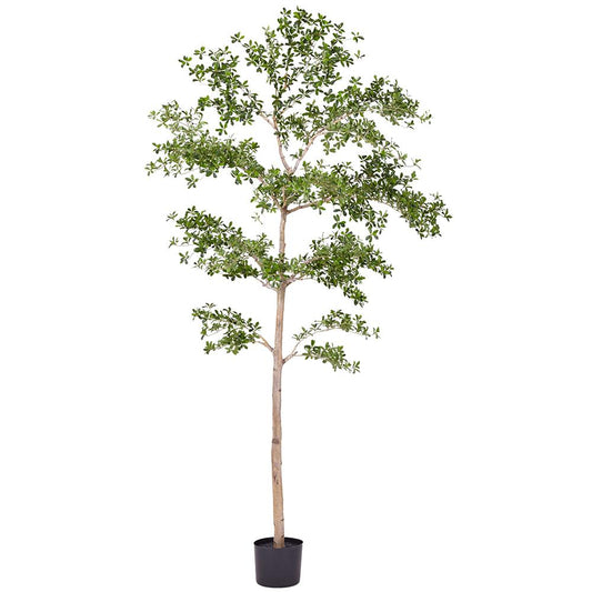 Arbre Shady Lady de 9 pieds