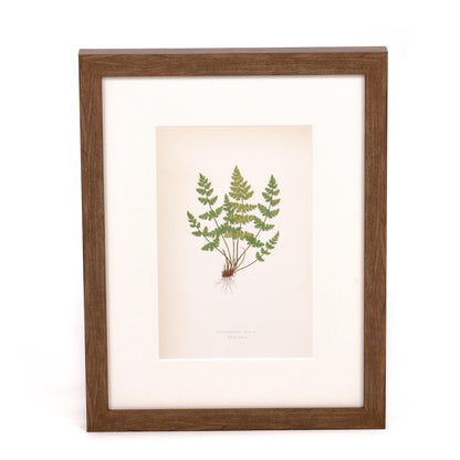 Impression de fougère fragile