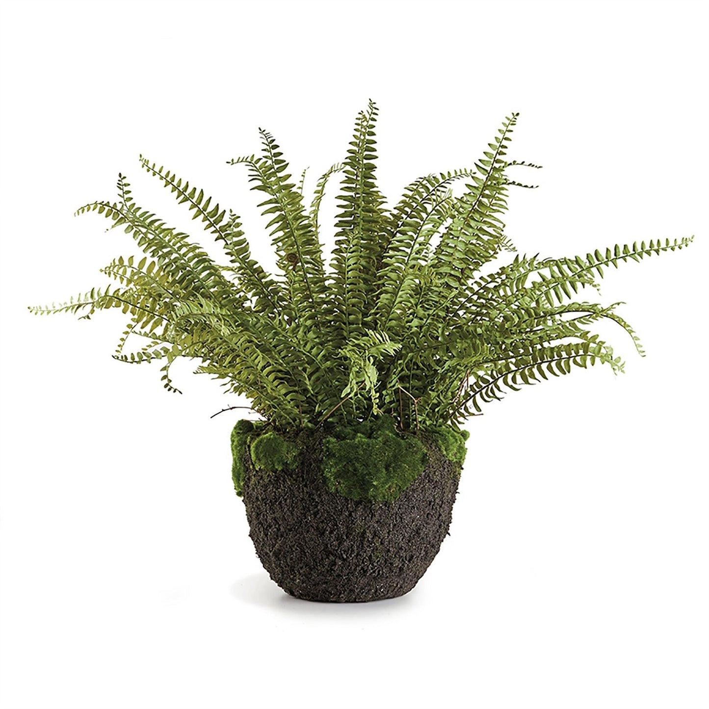 Grand Boston Fern en pot de 30 cm