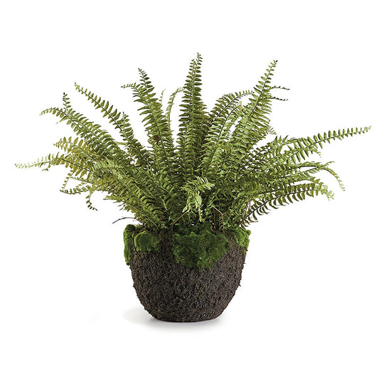 Grand Boston Fern en pot de 30 cm