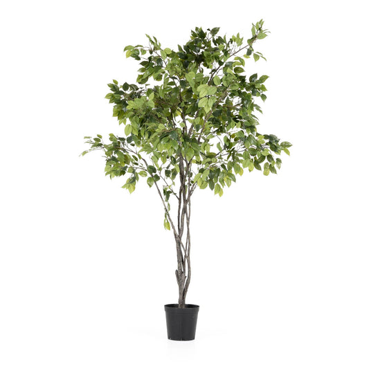 Arbre de ficus géant, livraison sans installation, 8 pieds
