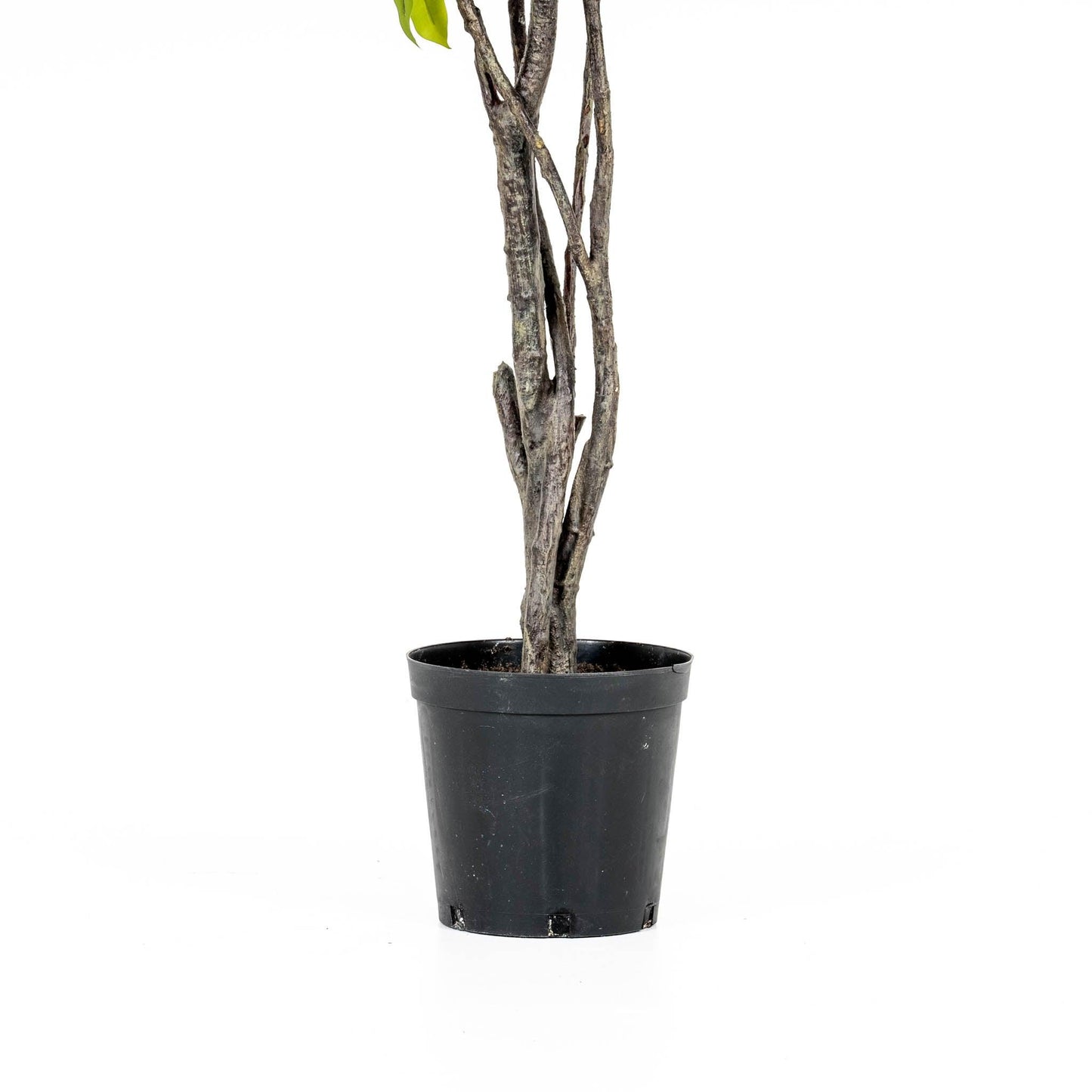 Arbre de ficus géant, livraison sans installation, 8 pieds