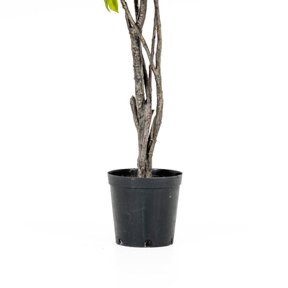 Arbre de ficus géant, livraison sans installation, 8 pieds