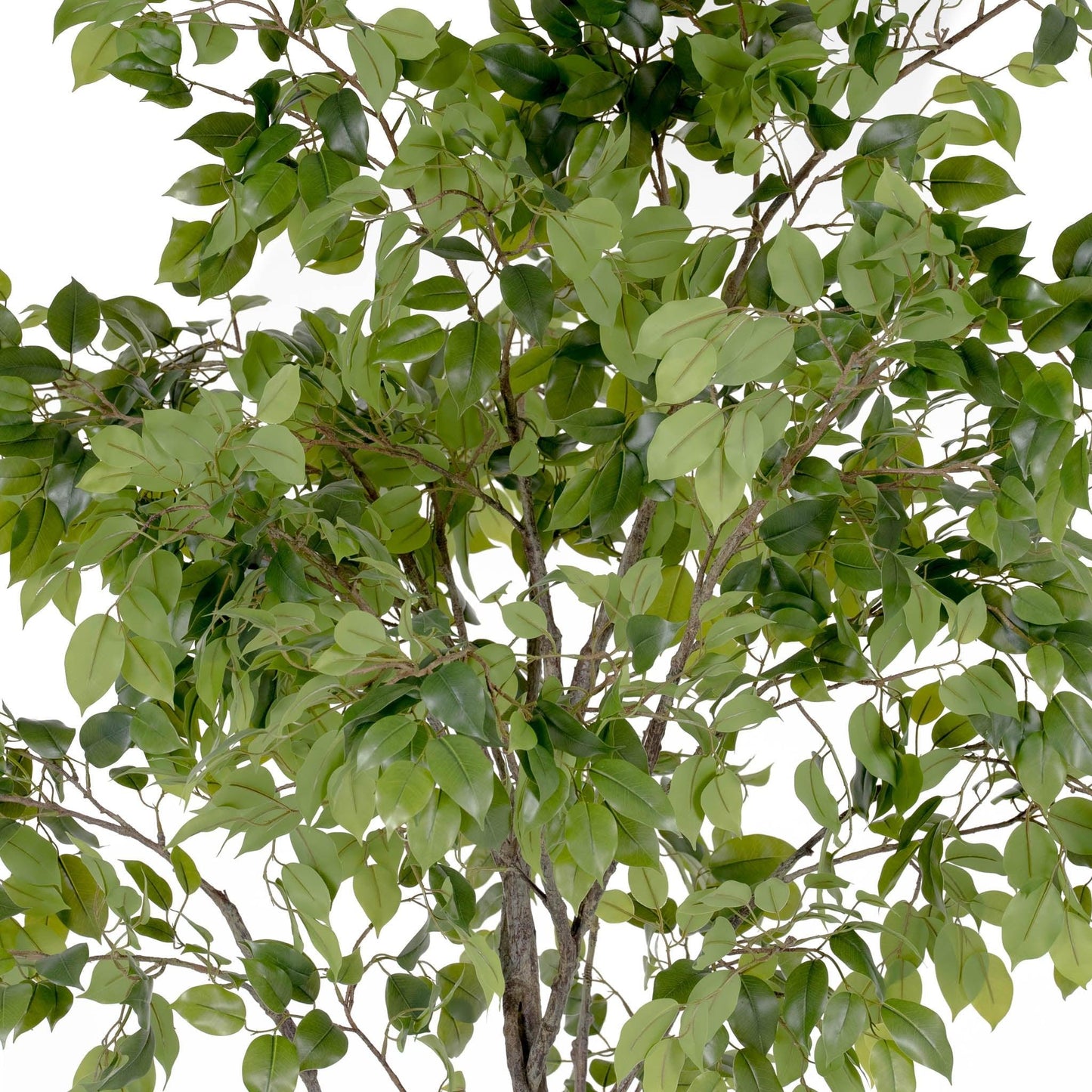 Arbre de ficus géant, livraison sans installation, 8 pieds