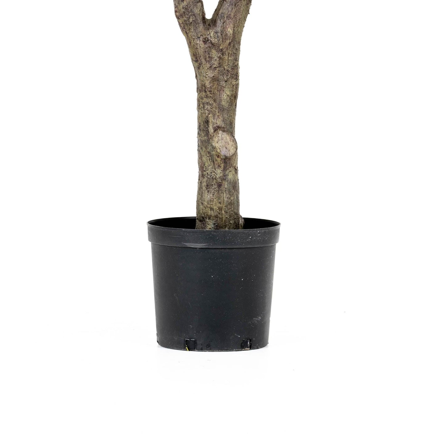 Grand Olive Tree Drop-In 8'