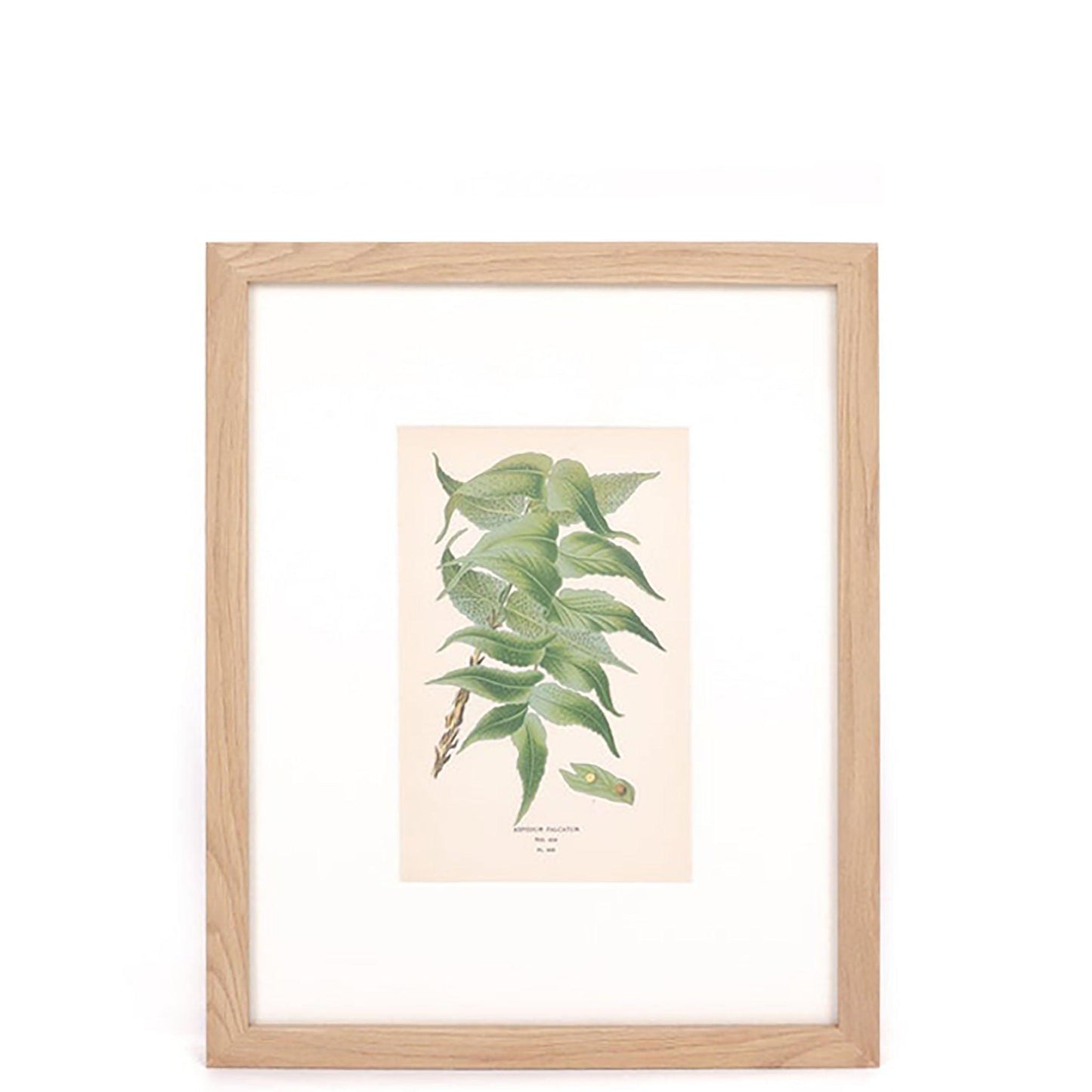 House Motif Holly-Fern