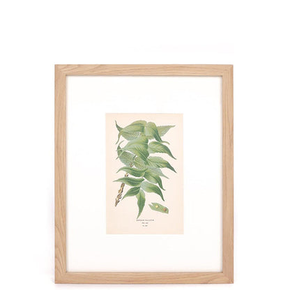 House Motif Holly-Fern