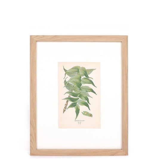 House Motif Holly-Fern