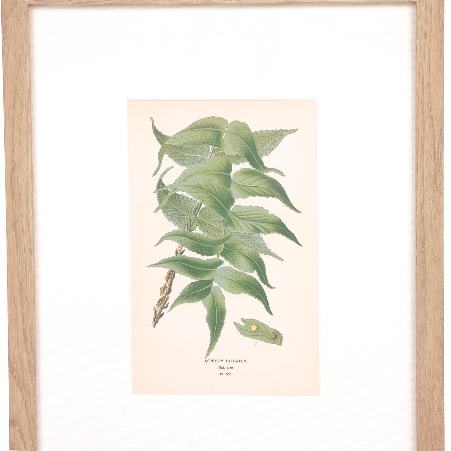 House Motif Holly-Fern