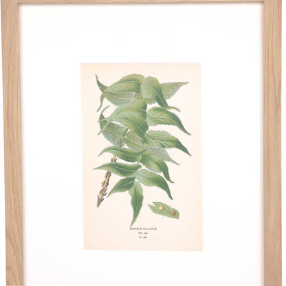 House Motif Holly-Fern
