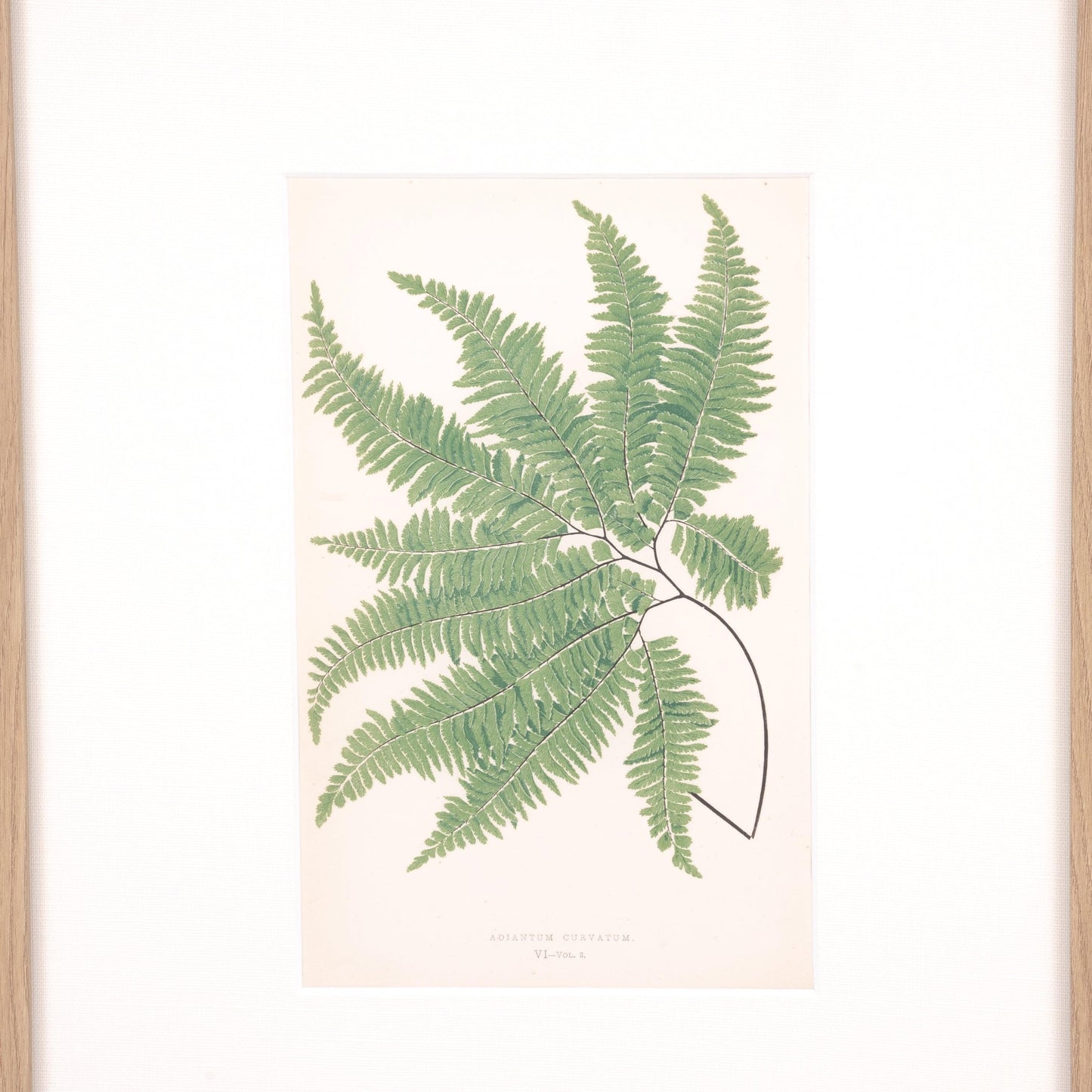 Imprimé cheveux de vierge