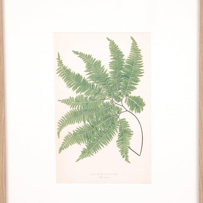 Imprimé cheveux de vierge