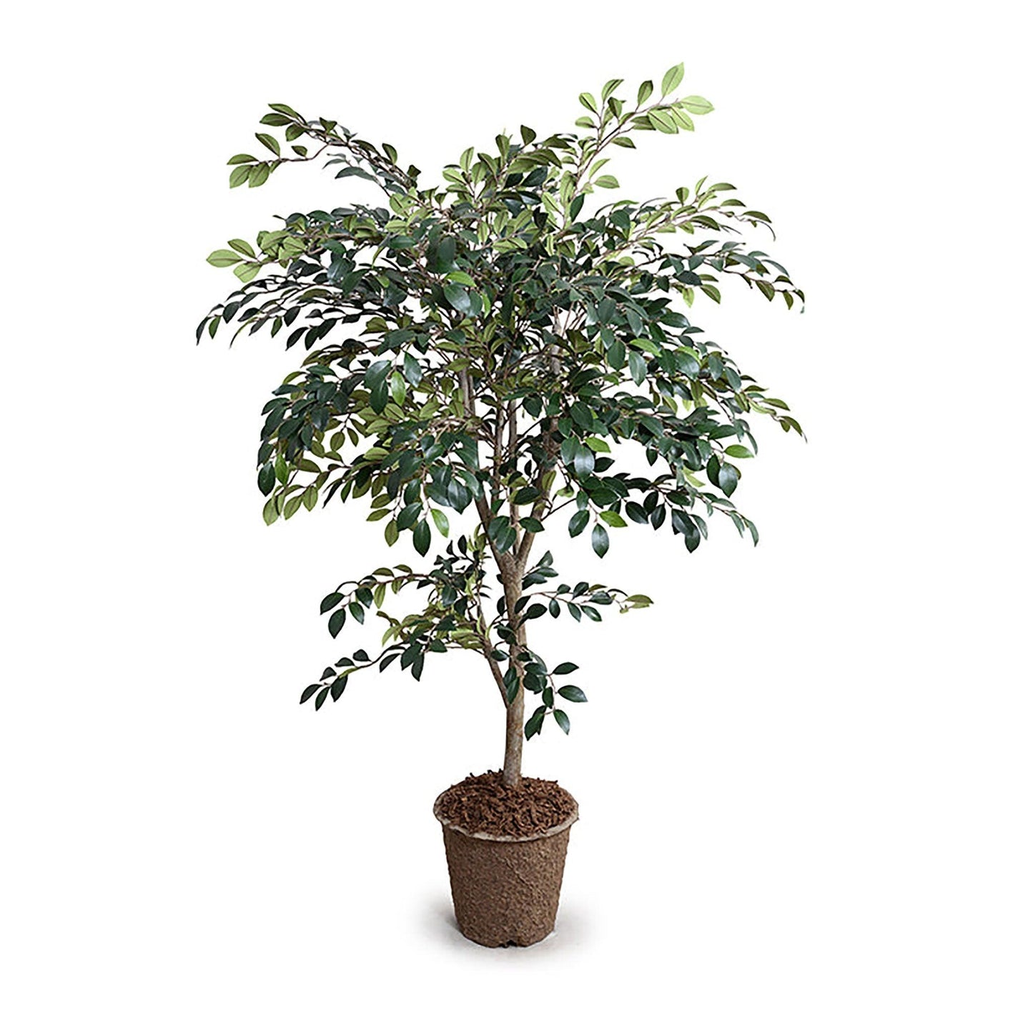 Arbre de Ruscus 56