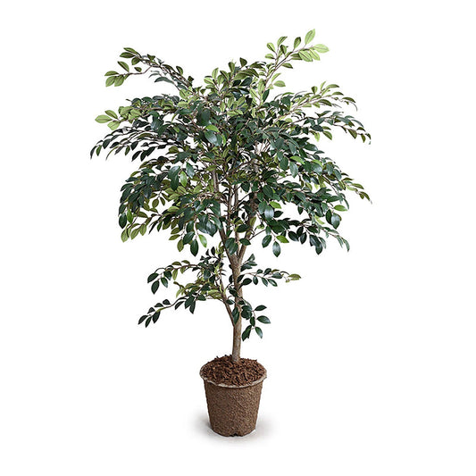 Arbre de Ruscus 56